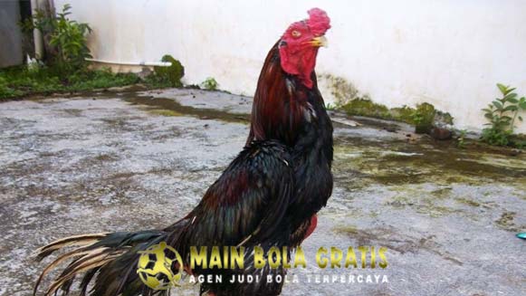Cara Mengenali Ciri dan Kelebihan Ayam Panus Di Arena Sabung