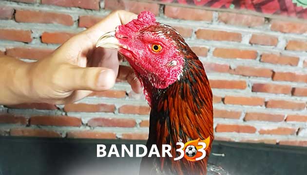 Ciri Khas Kepala Ayam Bangkok Sering Menang Saat Diadu